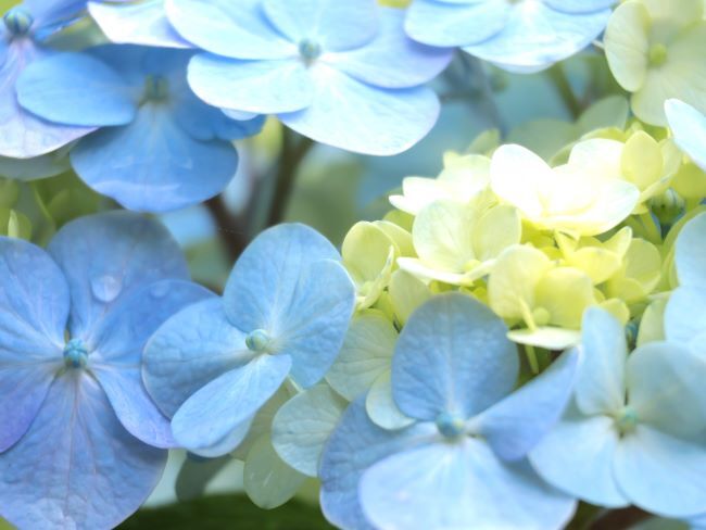 観音寺の紫陽花