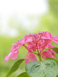 観音寺の紫陽花