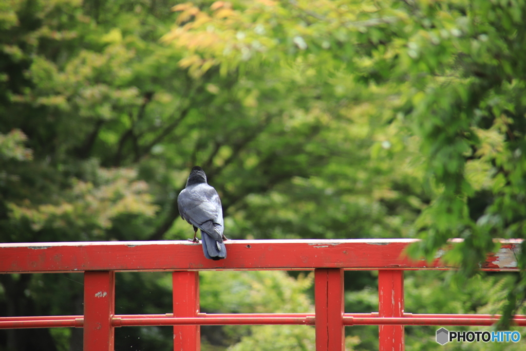 KARASU