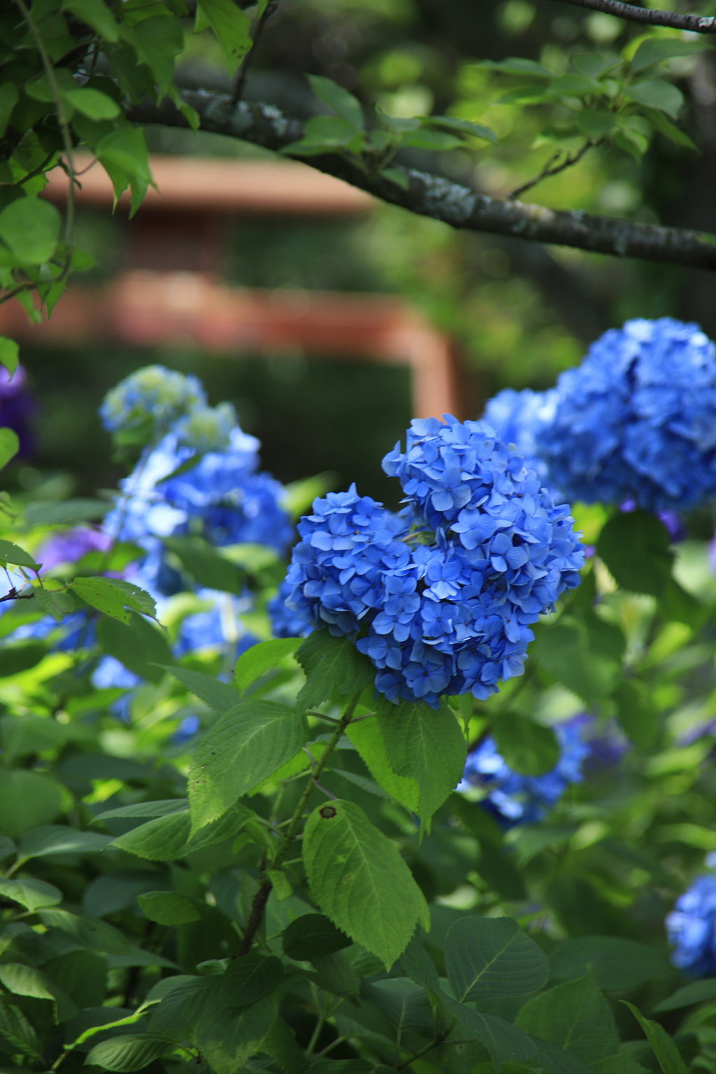 紫陽花　鳥居を背にして