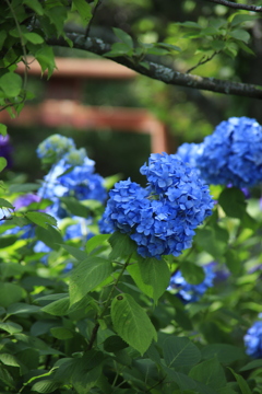 紫陽花　鳥居を背にして