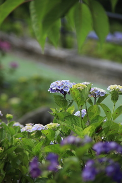 紫陽花