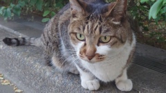 ねこ