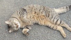 エサのおねだり