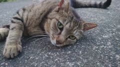 いつものねこ