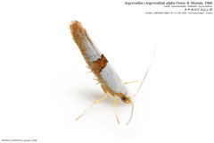ナナカマドメムシガ