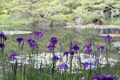 平安神宮　神苑にて