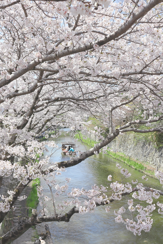 桜の中へ