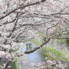 桜の中へ