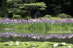 平安神宮　神苑にて