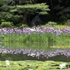 平安神宮　神苑にて