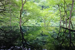 癒しの緑