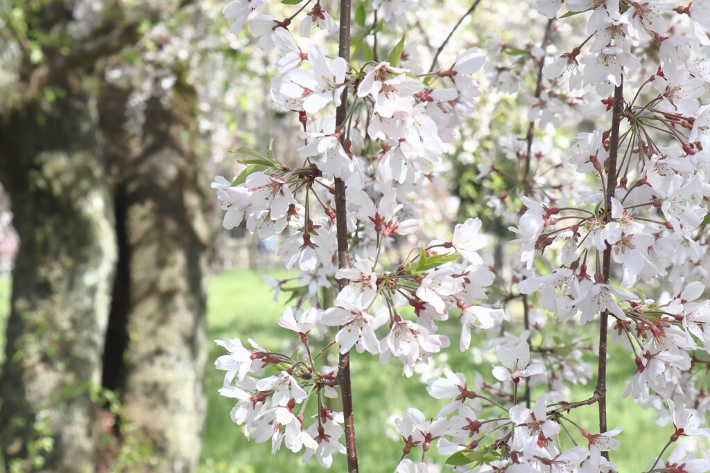 桜咲く