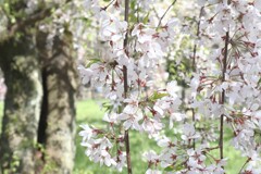 桜咲く
