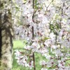 桜咲く