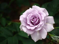 バラめぐり　中之島公園にて　5