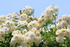 バラめぐり　京都植物園にて　5