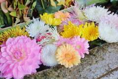 花巡り