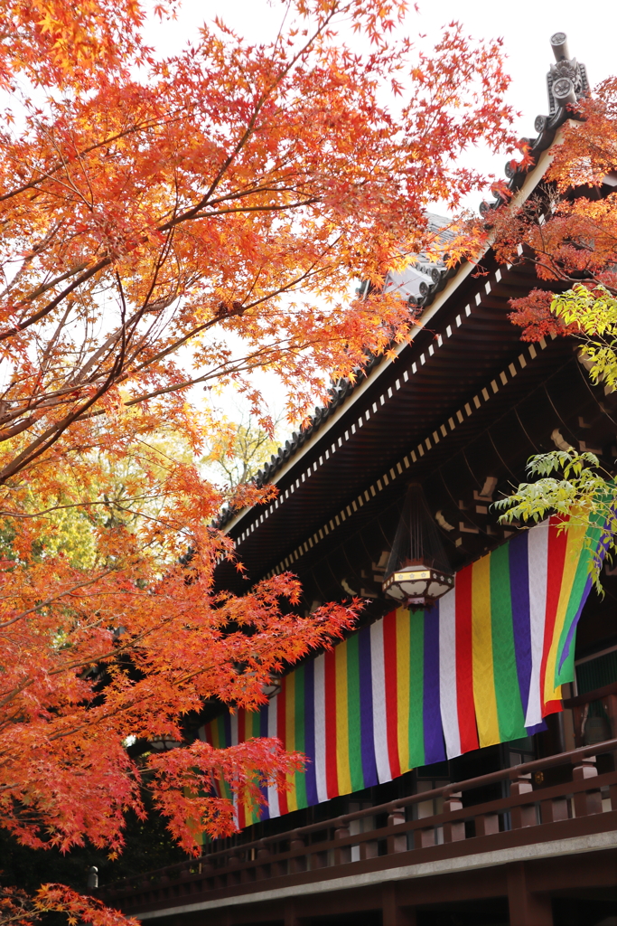 京都　紅葉めぐり