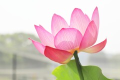 清らかな心