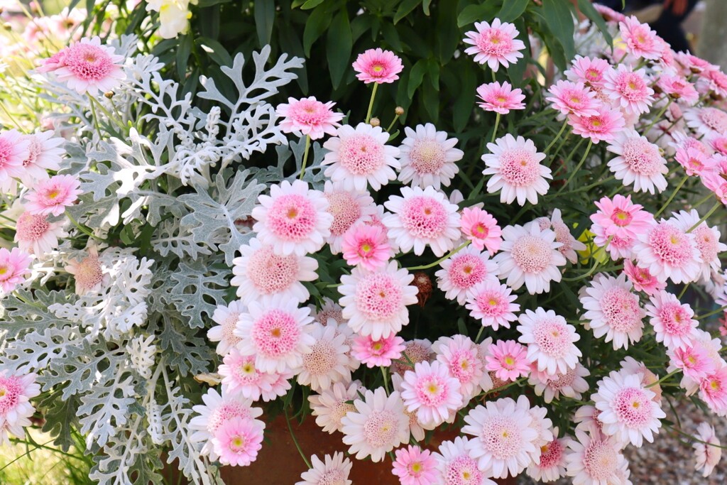 散歩で出会った花