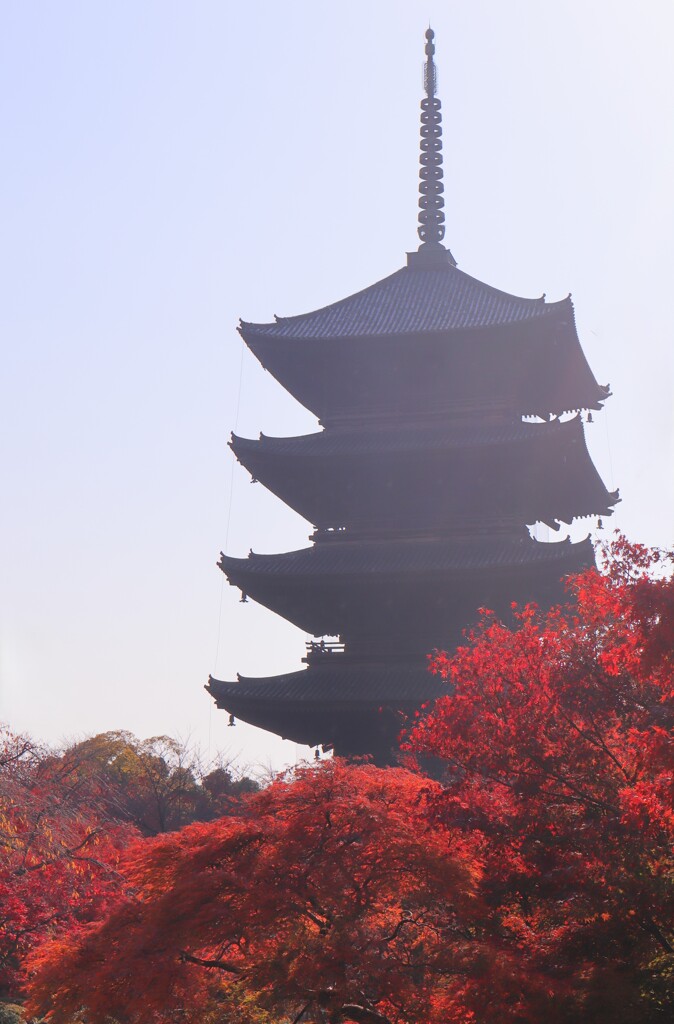 秋の東寺へ