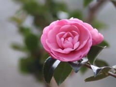 春を感じて　２