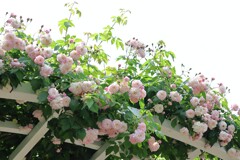 バラめぐり　京都植物園にて　2