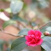 春を感じて　３