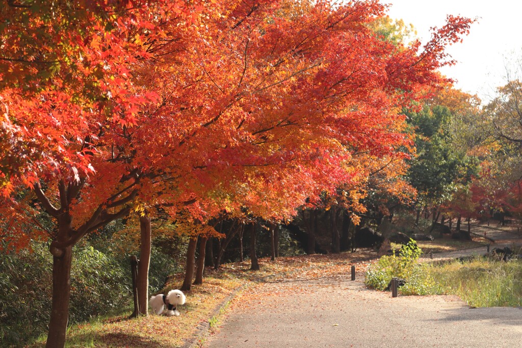 紅葉めぐりで出会ったわんちゃん