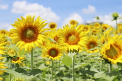 暑くても夏が好き