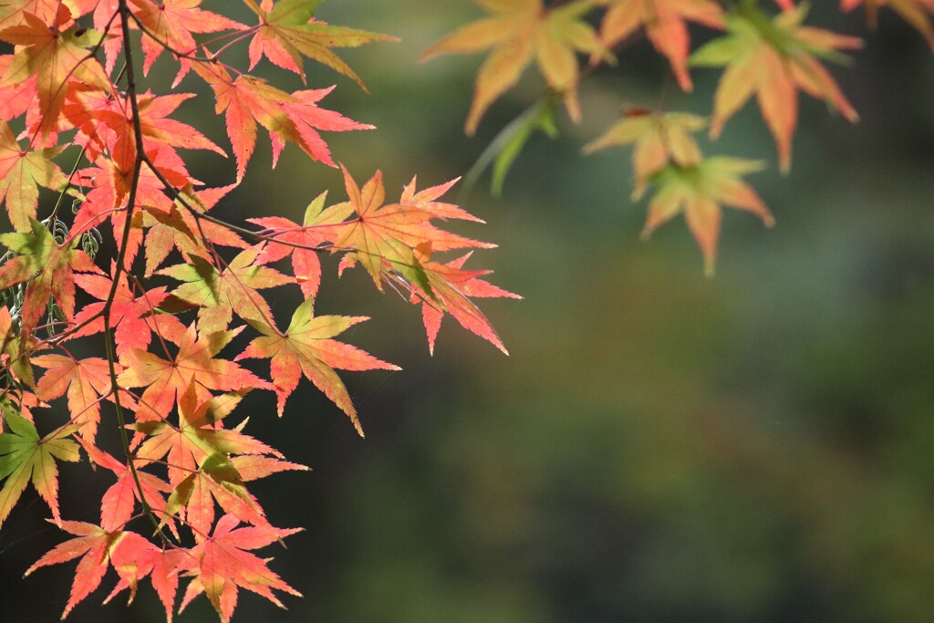 紅葉めぐり