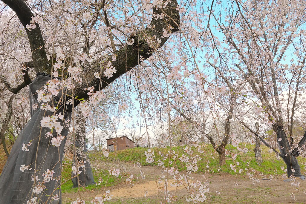垂れ桜