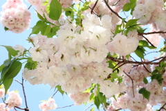 サトザクラ