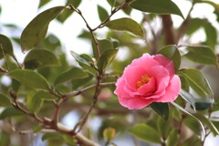 春を感じて　４