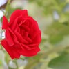 バラめぐり　京都植物園にて　3