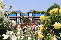 バラ園　4