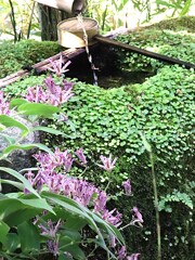 手水に寄り添うホトトギス