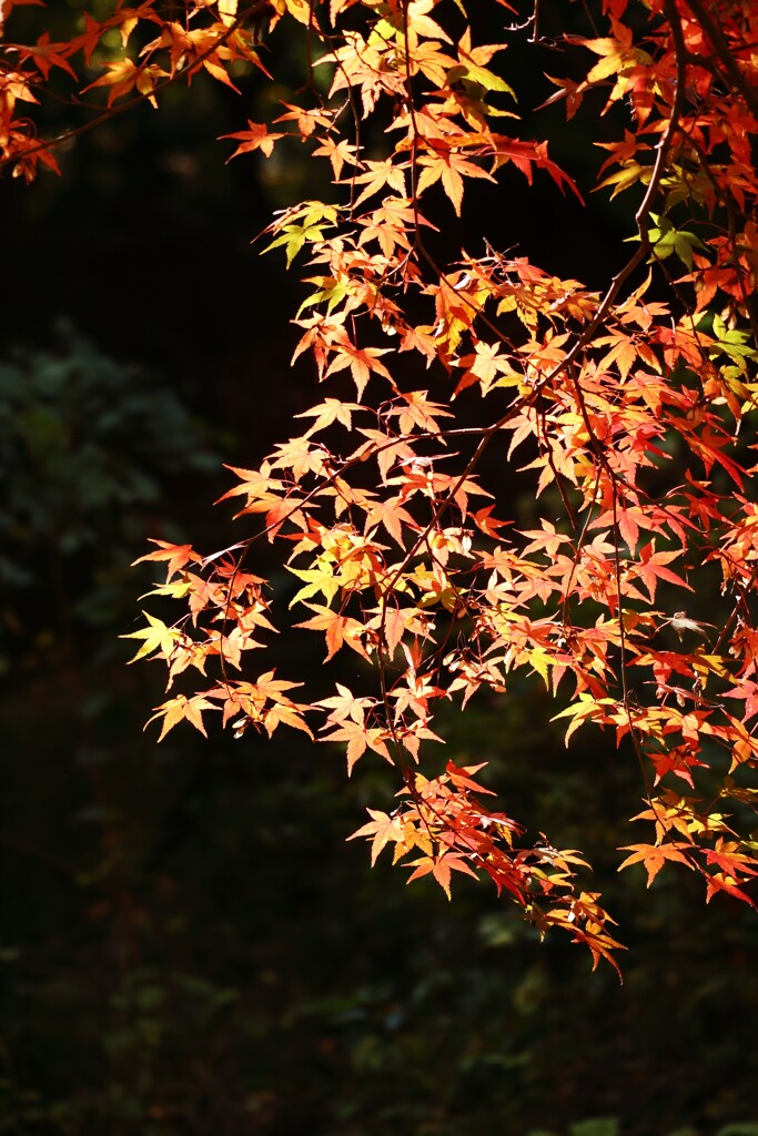 紅葉めぐり