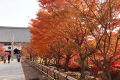 京都　紅葉めぐり