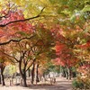 紅葉巡り