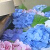 あじさい花手水