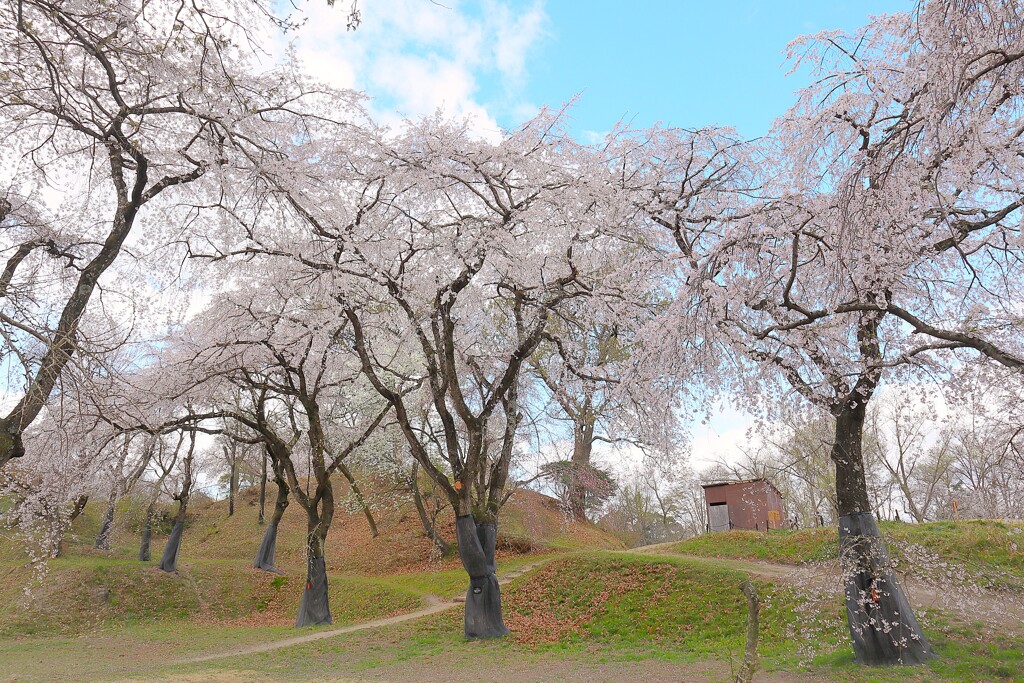 桜の苑