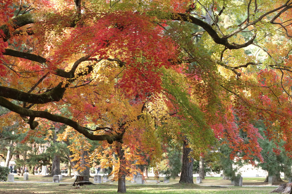 京都　紅葉めぐり