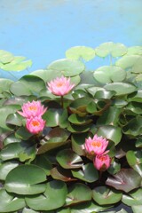 睡蓮