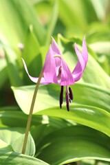 カタクリの花