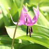 カタクリの花