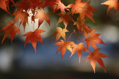 京都　紅葉めぐり