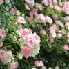 バラめぐり　京都植物園にて　1
