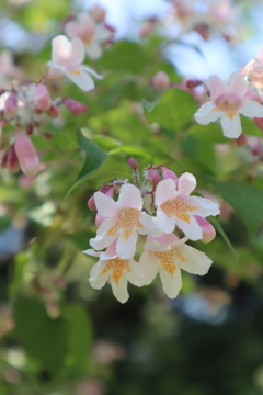 植物園散策　ショウキウツギ